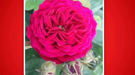 Rumi's Rose:  A Turkish Folktale Exploding with Mystical Wisdom and Enchanting Romance