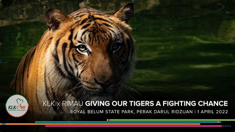  The Legend of Rimau: Unveiling a Tiger's Wisdom Through Ancient Whispers!